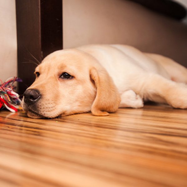 What Is The Best Flooring For Your Dogs Part 2